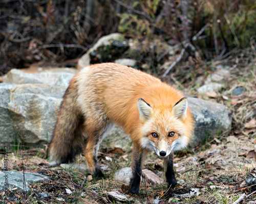 Red Fox Photo Stock. Fox Image. Close-up looking at camera in the spring season with blur forest and rock background in its environment and habitat.  Picture. Portrait. ©  Aline
