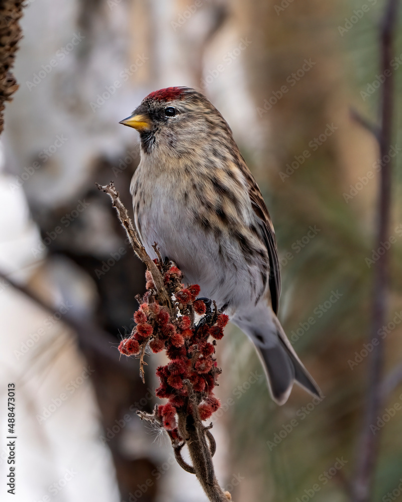 Redpoll Photo and Image. Finch close-up profile view in winter season perched on a staghorn plant with a blur background in its environment and habitat surrounding. Redpoll Photo and Image. Finch close-up profile view in winter season perched on a staghorn plant with a blur background in its environment and habitat surrounding.