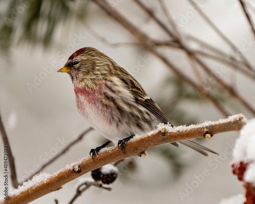 Redpoll Photo and Image. Finch close-up profile view in winter season perched with a blur background in its environment and habitat surrounding.