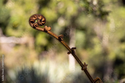 koru plant