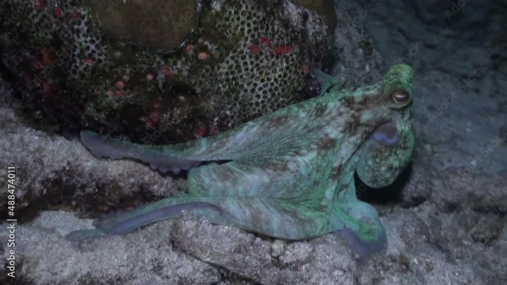 Caribbean reef octopus displaying color change at night Caribbean reef octopus displaying color change at night