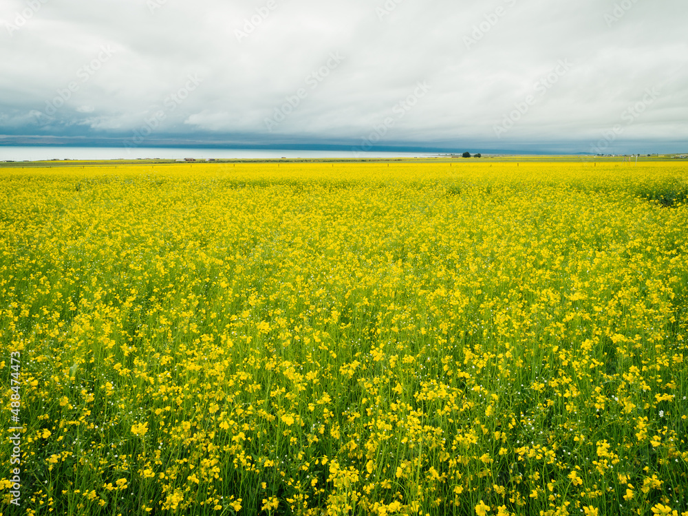 Obraz premium Aerial view of yellow cole flowers flowering in the lakeside of qinghai lake,China