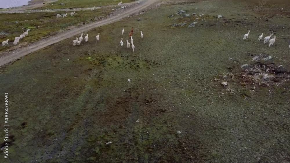 Paisaje típico de montañas con alpacas y llamas corriendo libremente en Perú, Sudamérica