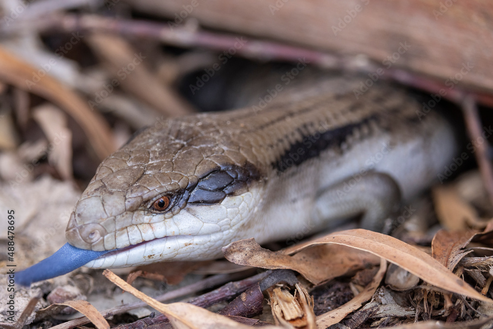 Beautiful blue tongued skink walking on a forest floor in Victoria, Australia Beautiful blue tongued skink walking on a forest floor in Victoria, Australia