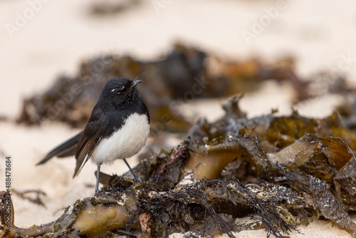 A small Willie Wagtail on some seaweed on Mollymook beach, NSW, Australia photo