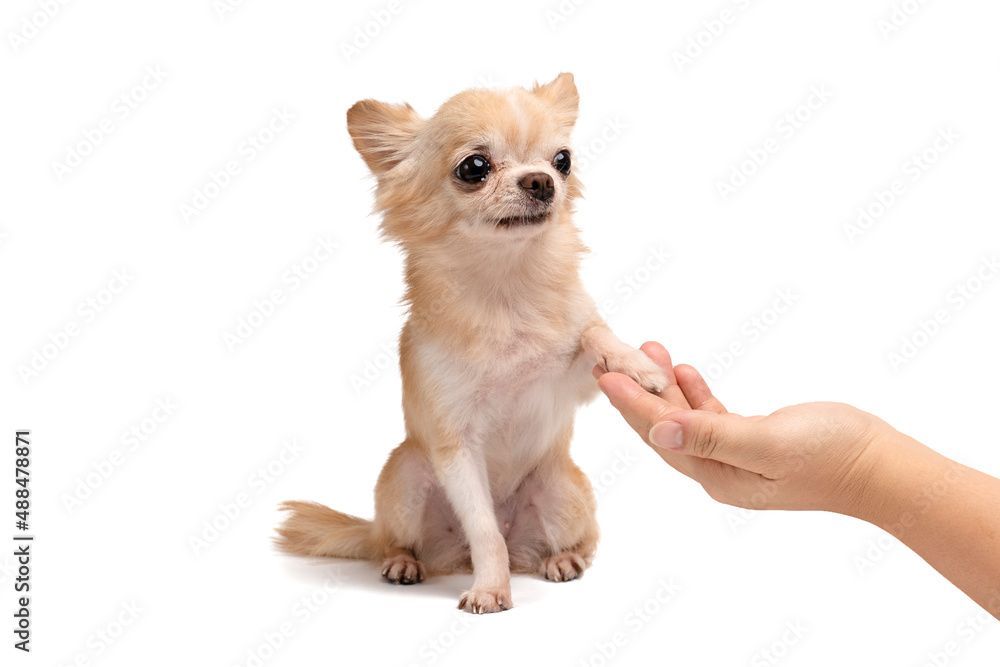 Cute Chihuahua brown dog and owner hand shaking or shaking hands, dog with paw and looking up to owner on white background