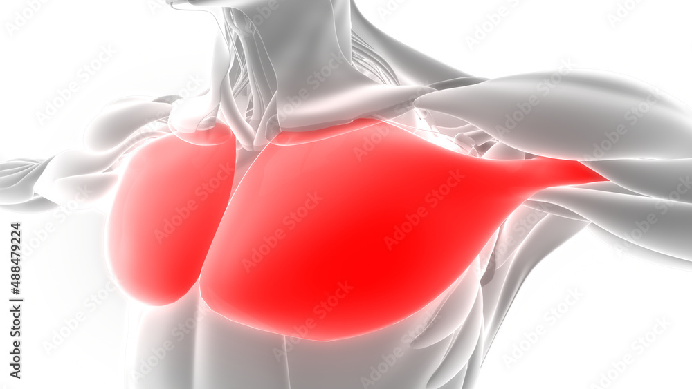 Human Muscular System Torso Muscles Pectoral Muscles Anatomy ilustração ...