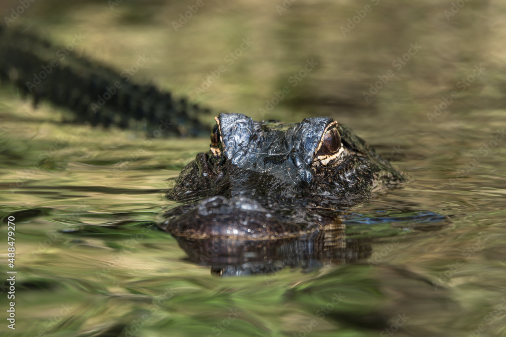Large alligator close-up in its natural habitat. Sunny day. The crocodile is reflected in the water. Eyes to eyes. Green background. Large alligator close-up in its natural habitat. Sunny day. The crocodile is reflected in the water. Eyes to eyes. Green background.