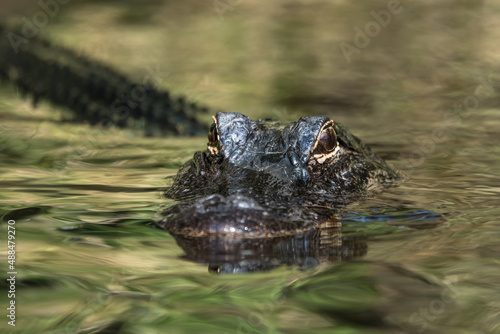 Large alligator close-up in its natural habitat. Sunny day. The crocodile is reflected in the water. Eyes to eyes. Green background.