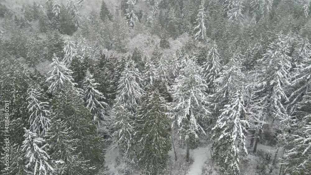 Looking down on dense snow covered evergreen forest during a blizzard, aerial orbit Looking down on dense snow covered evergreen forest during a blizzard, aerial orbit