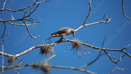 Pretty Woodpecker perched on branch eating during sunlight and blue sky in backdrop,close up portrait shot photo