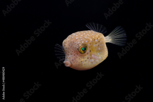 ハコフグの幼魚 photo