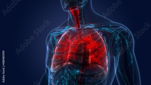 Plakat Human Respiratory System Lungs Anatomy