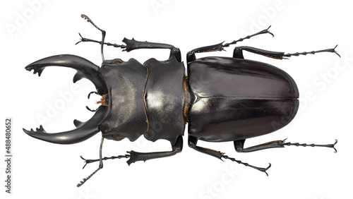 Stag Beetle Odontolabis alces (Fabricius, 1775) photo