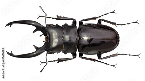 Stag Beetle Odontolabis dalmani intermedia Van de Poll, 1889 photo