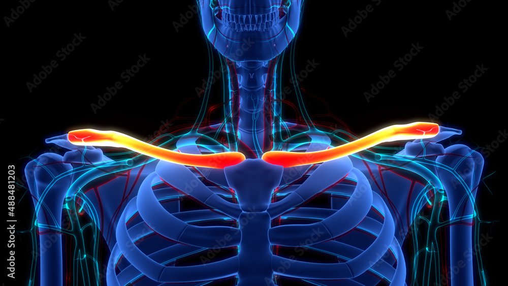 Human Skeleton System Clavicle Bone Joints Anatomy Stock Illustration ...