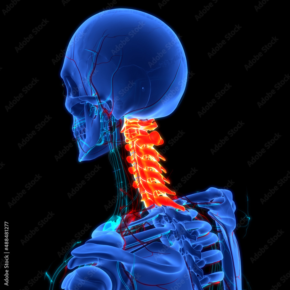 Spinal Cord Vertebral Column Cervical Vertebrae of Human Skeleton ...