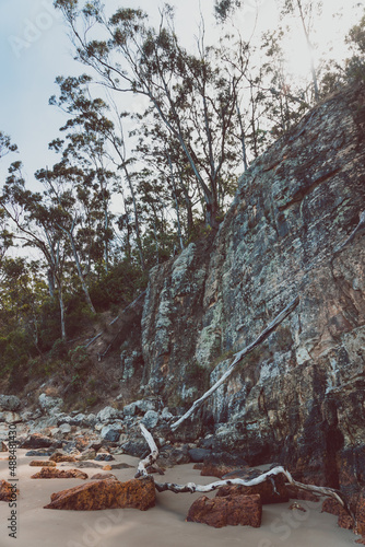 Australian eucalyptus gum trees growing by the beach on the rocky shores of Tasmania's coastline