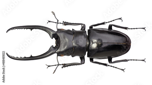 Lucanida stag beetle Prosopocoilus confucius (Hope, 1842)