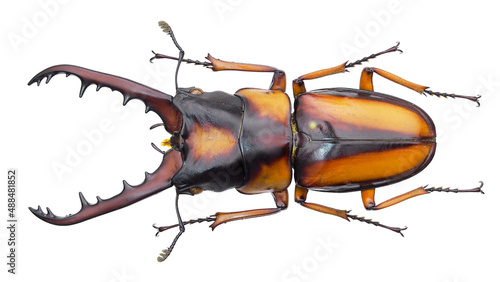 Lucanida stag beetle Prosopocoilus savagei photo
