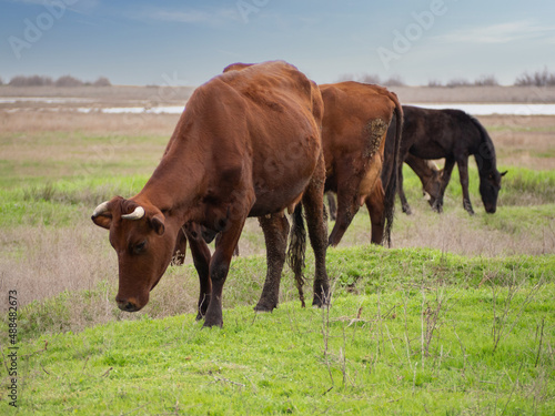 Cows graze in a meadow. Agro-cultural rural landscape