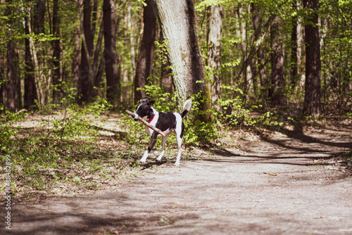 Dog holding a stick and running. Active animal playing outside. Bright morning sunlight in the woods. Selective focus on the details, blurred background.