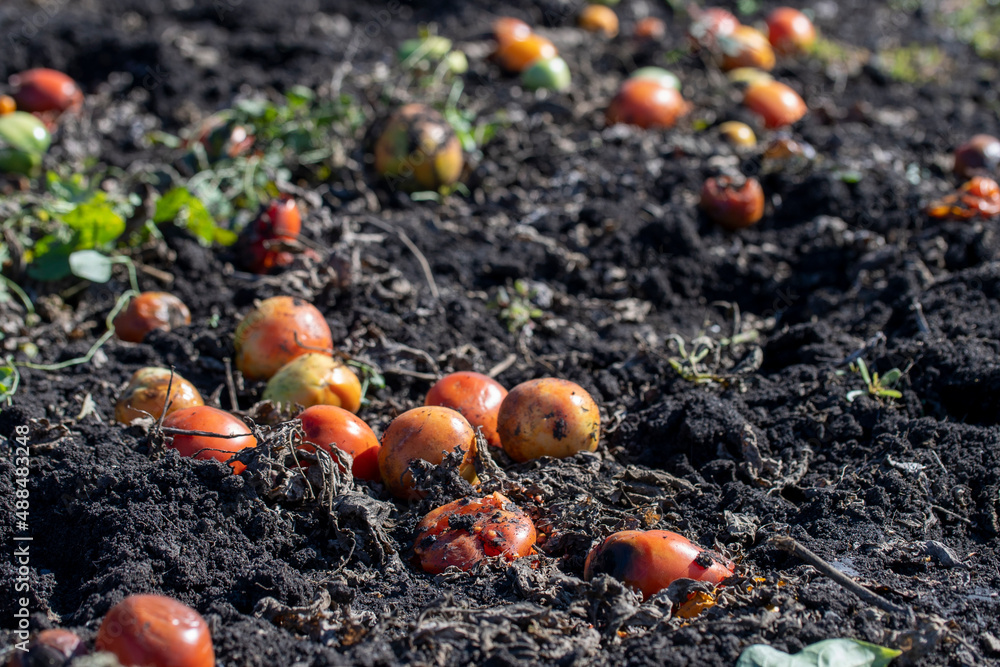Obraz premium View Of Tomato Plants Growing In Field Close Up after harvest, spoiled tomatoes discarded. High quality photo