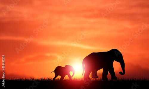 Elephant Mother with Her baby Silhouette Walking at sunset 