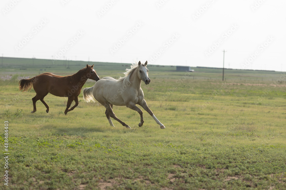 West Texas pasture horses