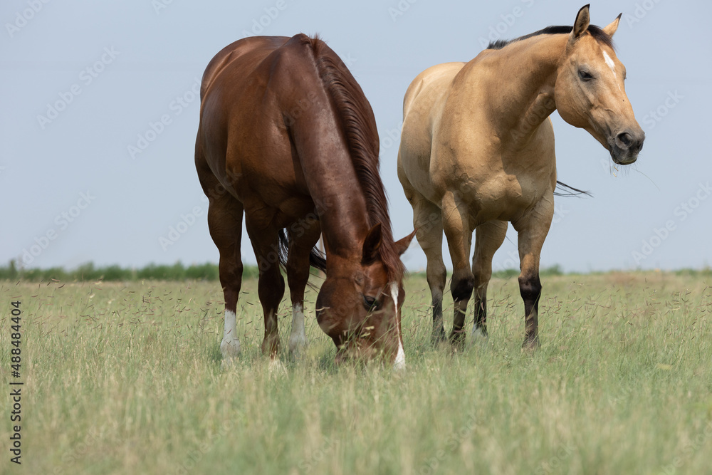 West Texas Horses near Wind Turbines