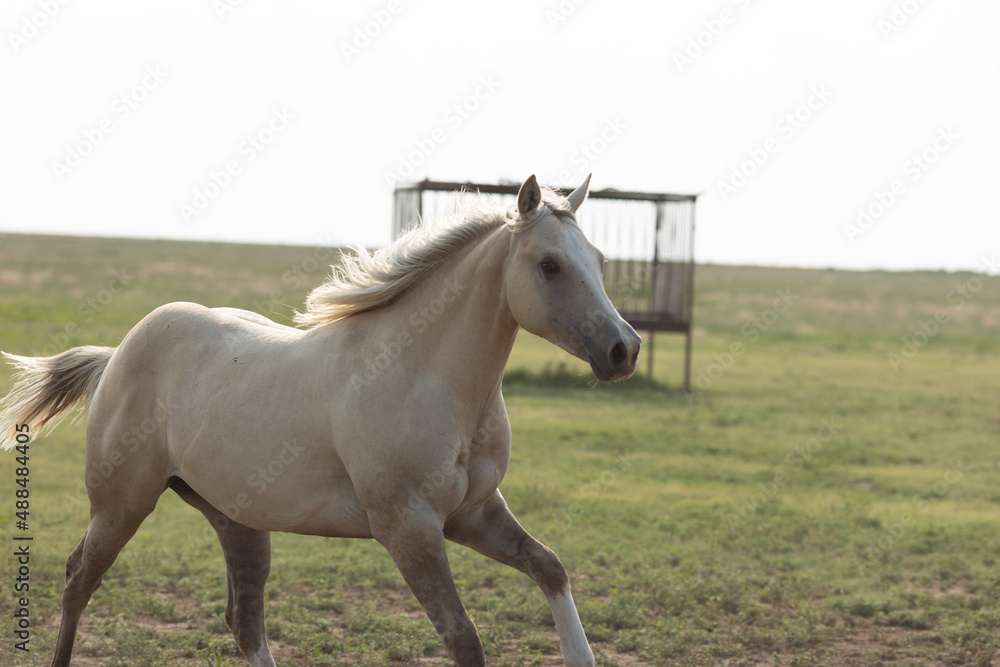 West Texas pasture horses