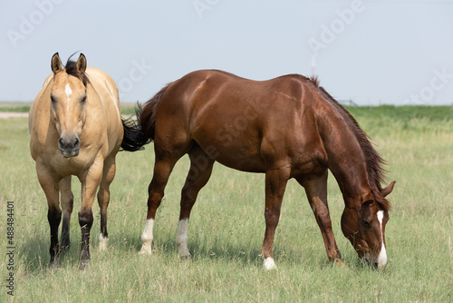 West Texas Horses near Wind Turbines