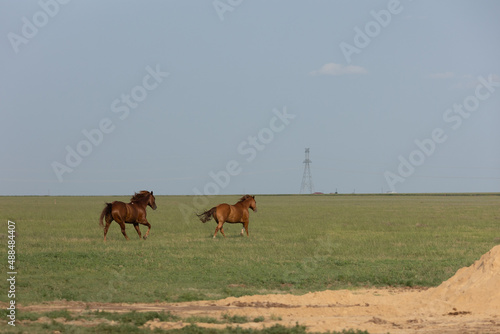 West Texas pasture horses