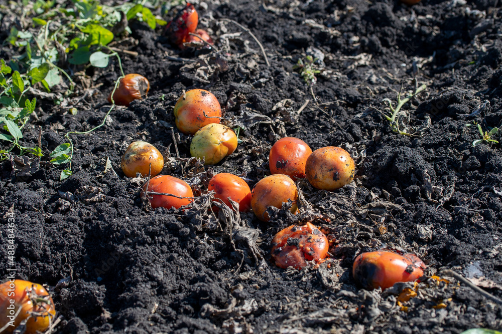 Obraz premium View Of Tomato Plants Growing In Field Close Up after harvest, spoiled tomatoes discarded. High quality photo