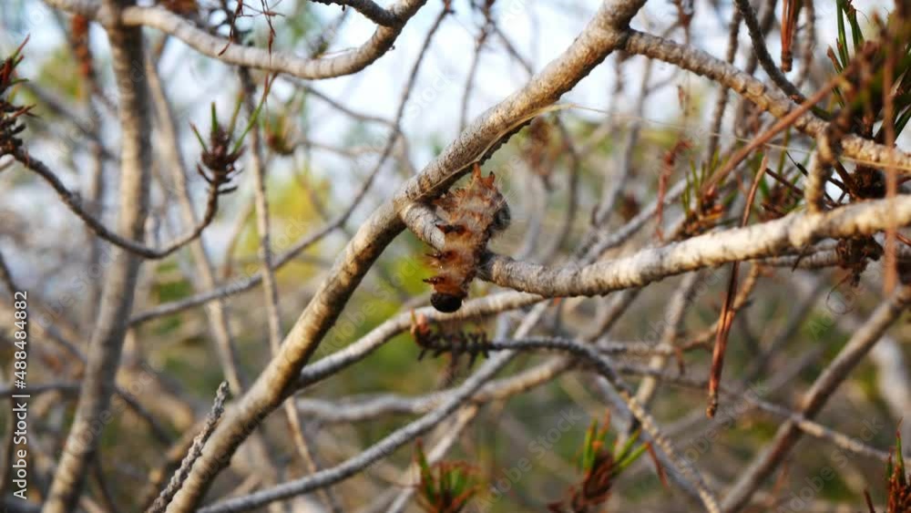 Single dead pine processionary caterpillar on tree brunch in Mediterranean area. Single dead pine processionary caterpillar on tree brunch in Mediterranean area.