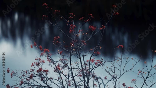 Bright orange berries on colorful leaves on the delicate dark branches of the rowan tree. Ddark water in the background. Slow-motion photo