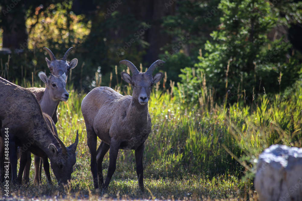 Big Horn Sheep, Rocky Mountain Big Horn Sheep, Big Horn, Wild Ewes in Wyoming. Big Horn Sheep, Rocky Mountain Big Horn Sheep, Big Horn, Wild Ewes in Wyoming.