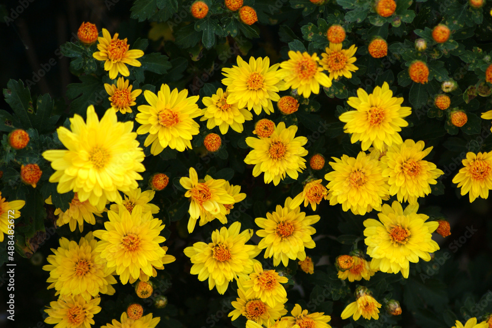 Yellow chrysanthemum flowers are in full bloom. Yellow chrysanthemum flowers are in full bloom.