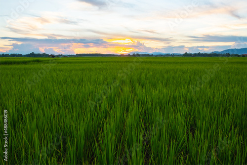 The rice was growing at sunset and there was a beautiful blue sky.