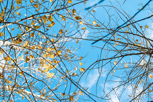 bare branches in autumn, remnants of yellow leaves in late autumn, bottom-up view. High quality photo