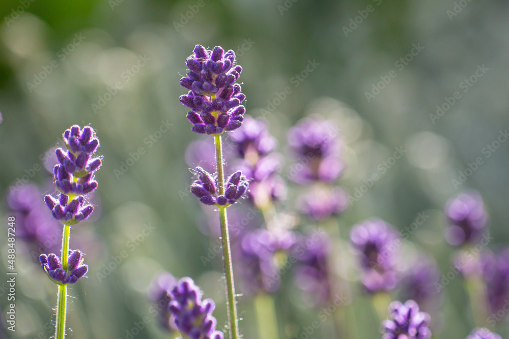 Close-up of buds and stems of blue lavender