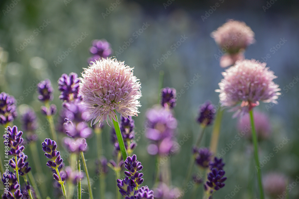 Close-up of a chive blossom and buds of blue lavender Close-up of a chive blossom and buds of blue lavender