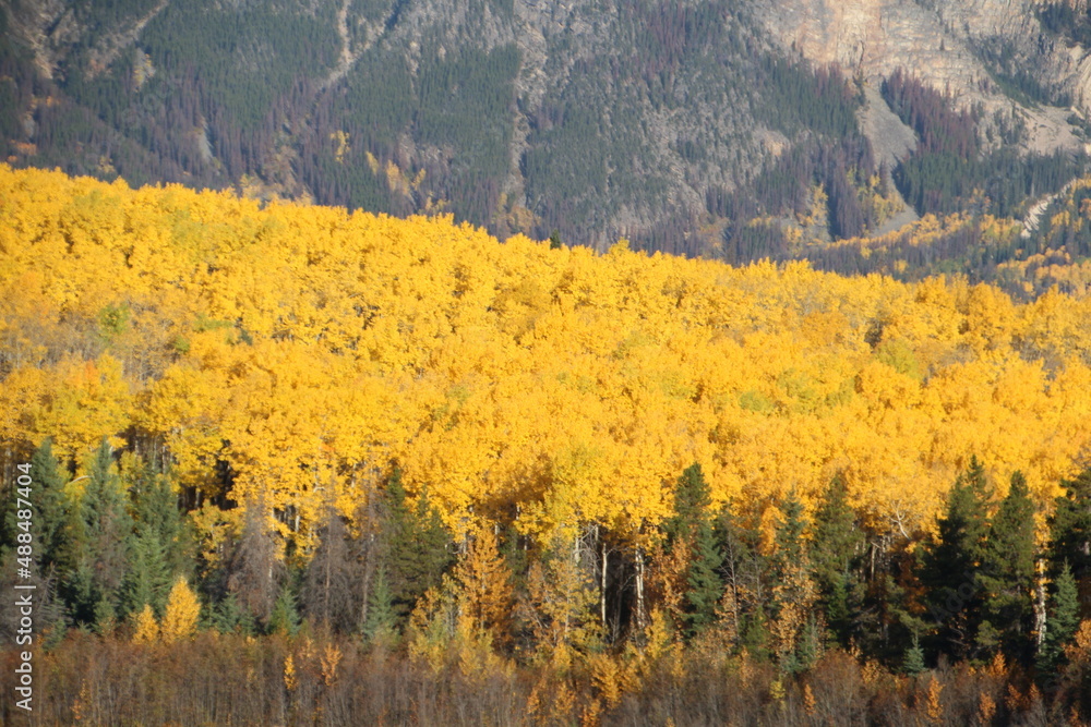 Golden Autumn, Jasper National Park, Alberta