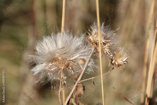 dandelion seed head