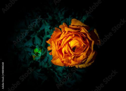 Dark Orange flower dahlia macro isolated on black. Orange dahlia, close-up. black background. nature flower artificial light. shooting studio, better quality 