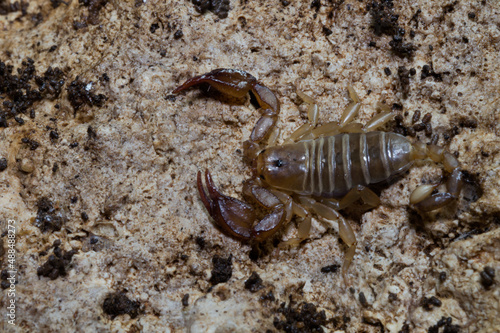 Scorpion - Euscorpius - Macro 2