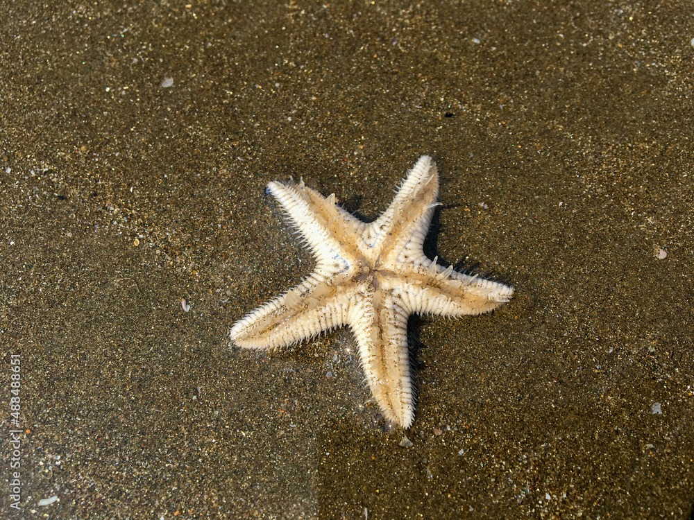 White starfish lies on the dark sand of the Indian Ocean beach. White starfish lies on the dark sand of the Indian Ocean beach.