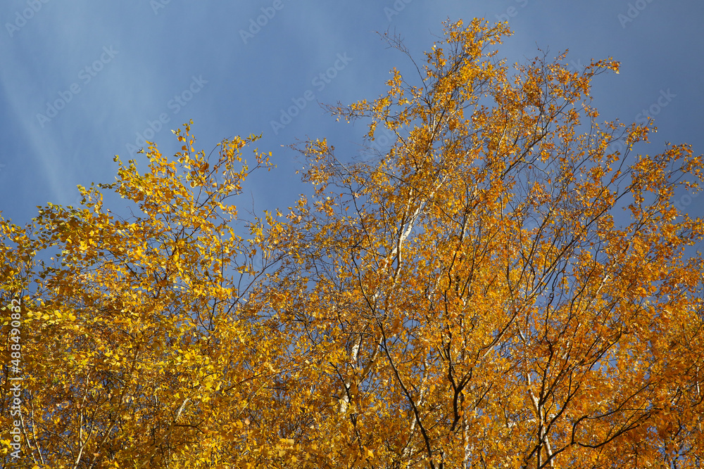 Fototapeta premium autumn landscape, leaf fall in the forest on a sunny day, birch tree, blurred
