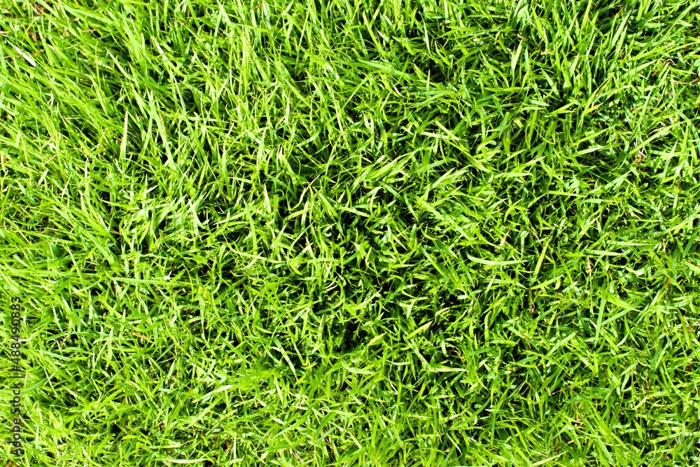 green grass background green grass background