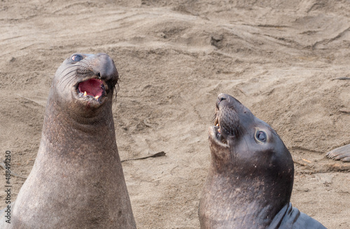 Elepant seal laying on the beach at Elephant Seal Vista Point, San Simeon